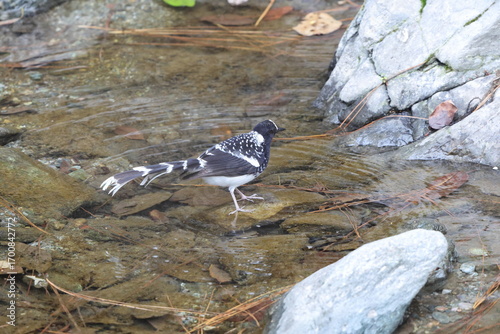 Photography The spotted forktail (Enicurus maculatus maculatus) is a species of bird in the family Muscicapidae