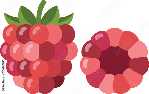 Raspberry Duo Vector Graphic with Cut Section and Transparent Background Illustration