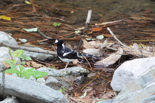 Photography The spotted forktail (Enicurus maculatus maculatus) is a species of bird in the family Muscicapidae