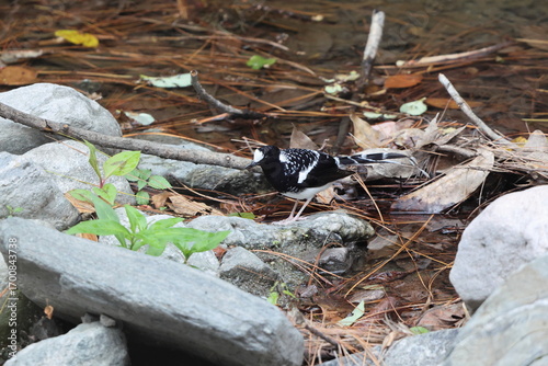 Photography The spotted forktail (Enicurus maculatus maculatus) is a species of bird in the family Muscicapidae