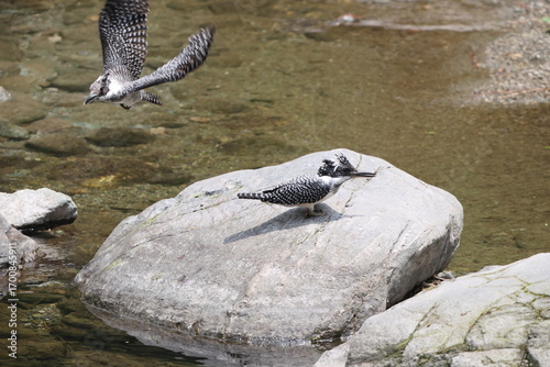 Canvas Print The crested kingfisher (Megaceryle lugubris continentalis) is a very large kingfisher that is native to parts of southern Asia