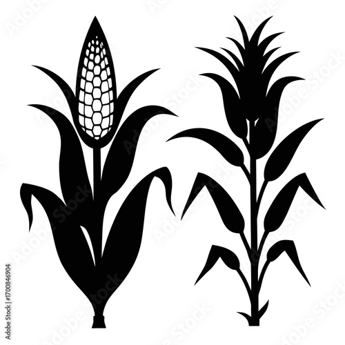 Corn Plant Silhouettes with and without Ears