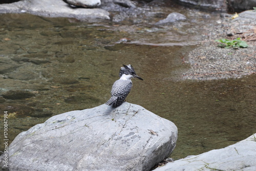 Canvas Print The crested kingfisher (Megaceryle lugubris continentalis) is a very large kingfisher that is native to parts of southern Asia