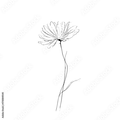 A single flower with delicate petals and stem in a minimalist black and white drawing style illustration