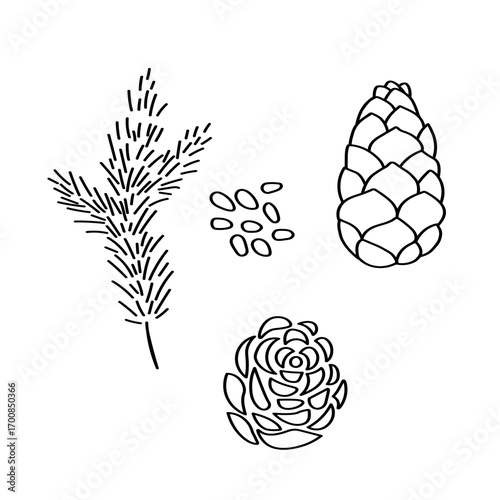 Cedar nut sketch on isolated background. Set with pine cone, cedarnuts, coniferous spruce branch. Food, essential oil, forest ingredient, organic product. Design for label, logo, sign, card. Vector