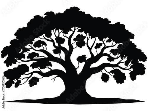 Majestic Old Tree Silhouette with Wide Spreading Canopy