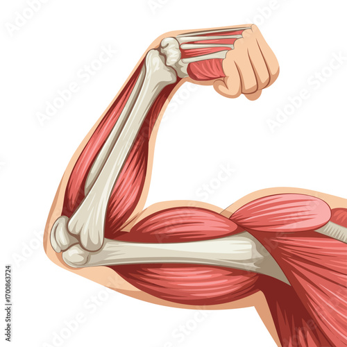 Detailed illustration of human arm muscles and bones flexing
