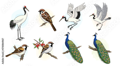 Illustration of various birds including cranes sparrows and peacocks art