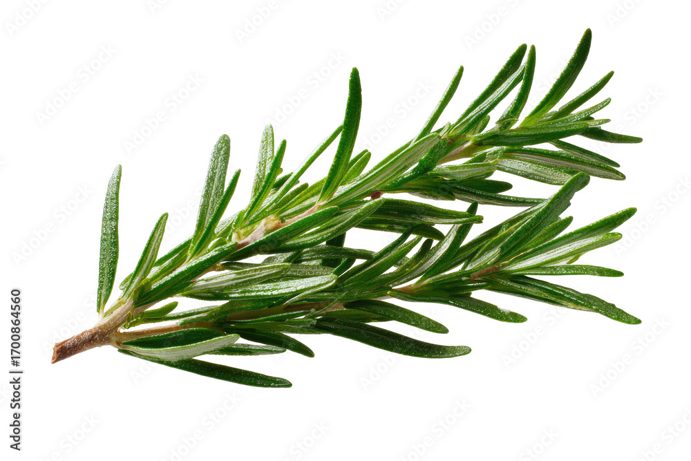 Fototapeta premium Fresh rosemary sprig, vibrant green, close-up
