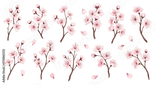 Illustration of multiple cherry blossom branches and scattered petals