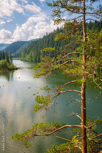 Serene forest landscape with lake and pine tree at Red Lake (Lacul Roșu) in Carpathian mountains, Romania.