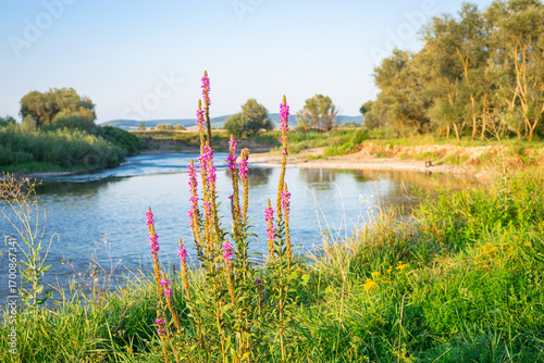 Tapet Scenic riverbank with purple wildflowers on a sunny day
