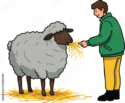 Man feeding gray sheep with straw in casual clothes outdoor farm animal care vector illustration 