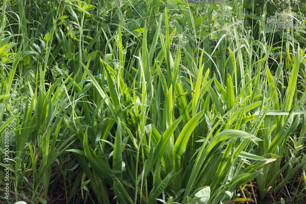 Obraz premium Dense Green Vegetation with Tall Grass and Delicate Plants in Natural Wild Setting