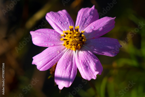 Cosmos petals in morning dew.
Small drops of dew give the Cosmos flower morning freshness.
