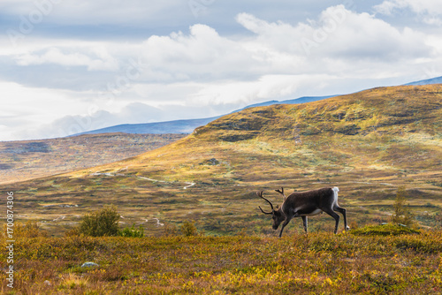 Majestic Reindeer Grazing in Autumn Tundra Landscape with Rolling Hills and Soft Cloudy Sky