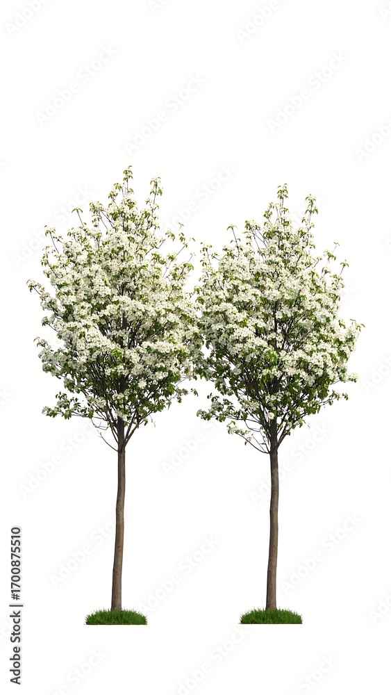 Fototapeta premium Two flowering trees against a white background (1)