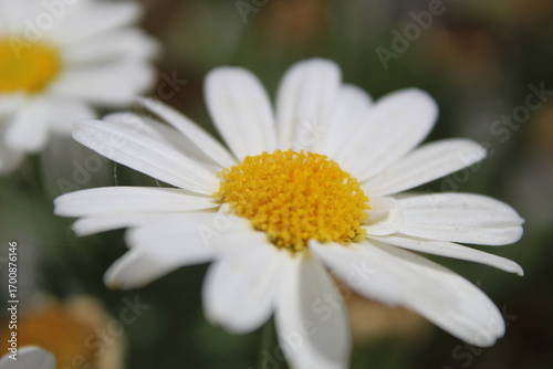Close-up photograph of a white daisy flower, showcasing its delicate petals and vibrant yellow center. The soft natural light and shallow depth of field highlight the beauty	
