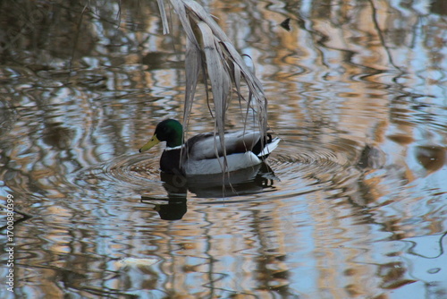 male mallard duck swimming in a river at dusk. The scene captures the calm water, soft evening light, and natural wildlife atmosphere.
