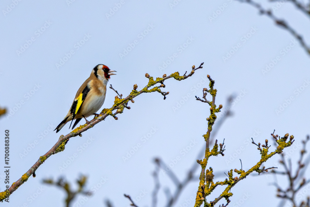 Obraz premium European Goldfinch (Carduelis carduelis) in Dublin (Ireland)
