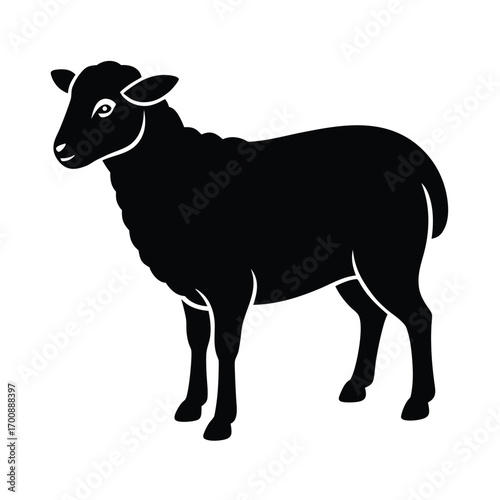 Sheep Side Profile on White Background