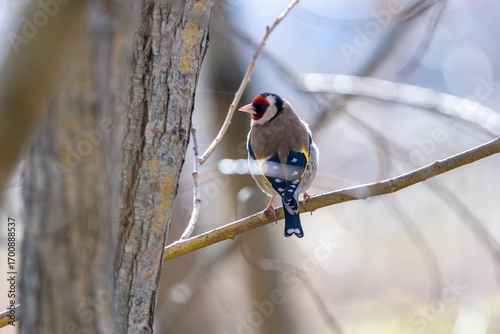 Photography European Goldfinch (Carduelis carduelis) in Dublin (Ireland)