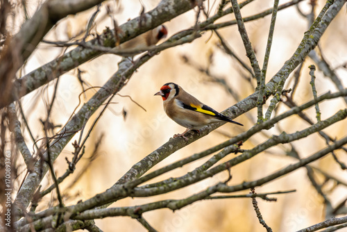 Photography European Goldfinch (Carduelis carduelis) in Dublin (Ireland)