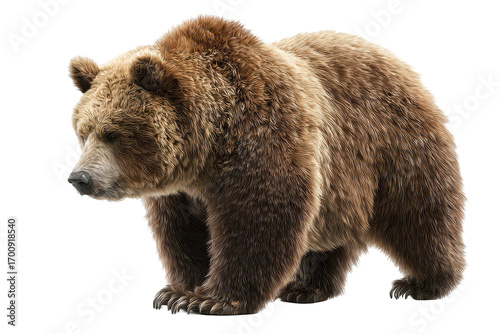 Wallpaper Mural Large brown bear standing, fur detailed, isolated against black background Torontodigital.ca