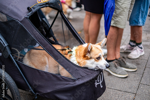 Corgi comfortably resting in a stylish stroller, surrounded by people, showcasing the bond between pets and their owners in a lively outdoor setting