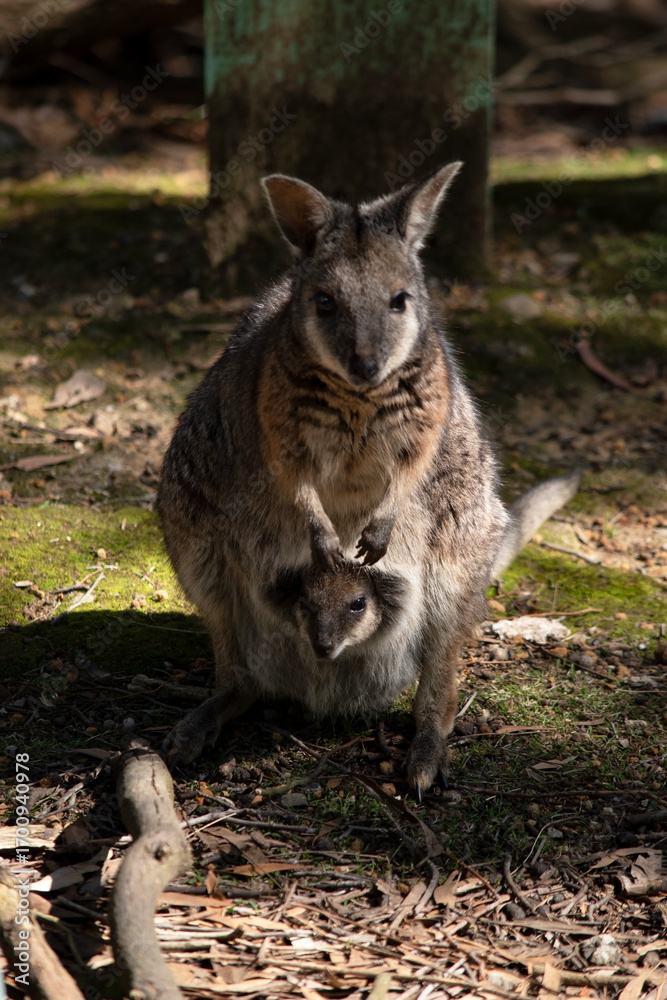 Naklejka premium the tammar wallaby has a joey in its pouch