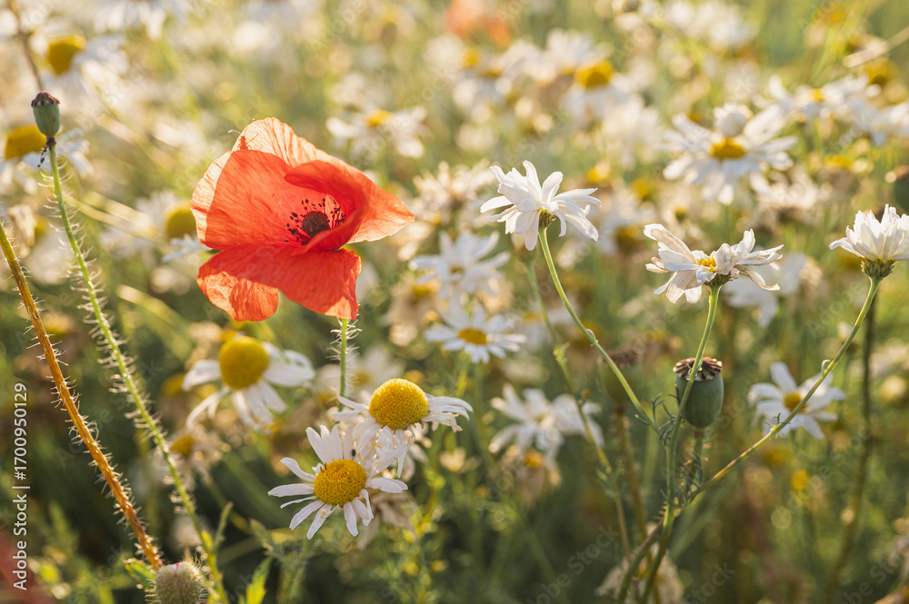 Fototapeta premium Idyllic summer meadow brimming with blooming daisies and vibrant red poppies under warm golden light. Captures rustic charm, natural beauty, and a serene outdoor atmosphere