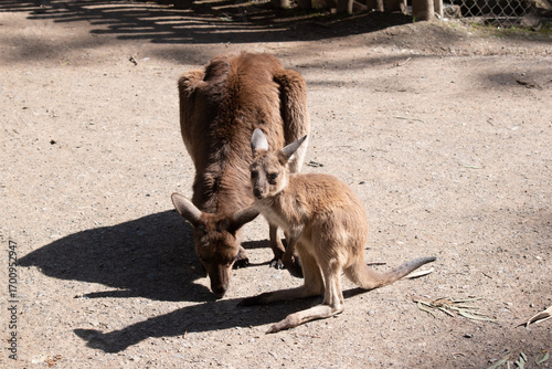 Western grey are large, muscular animals. they are grayish-brown to reddish-brown with a small head, large ears, and a long thick tail used for balance.