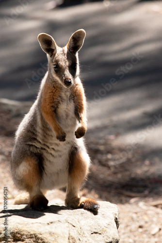 this is a joey yellow footed rock wallaby