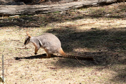 this is a side view of a yellow footed rock wallaby