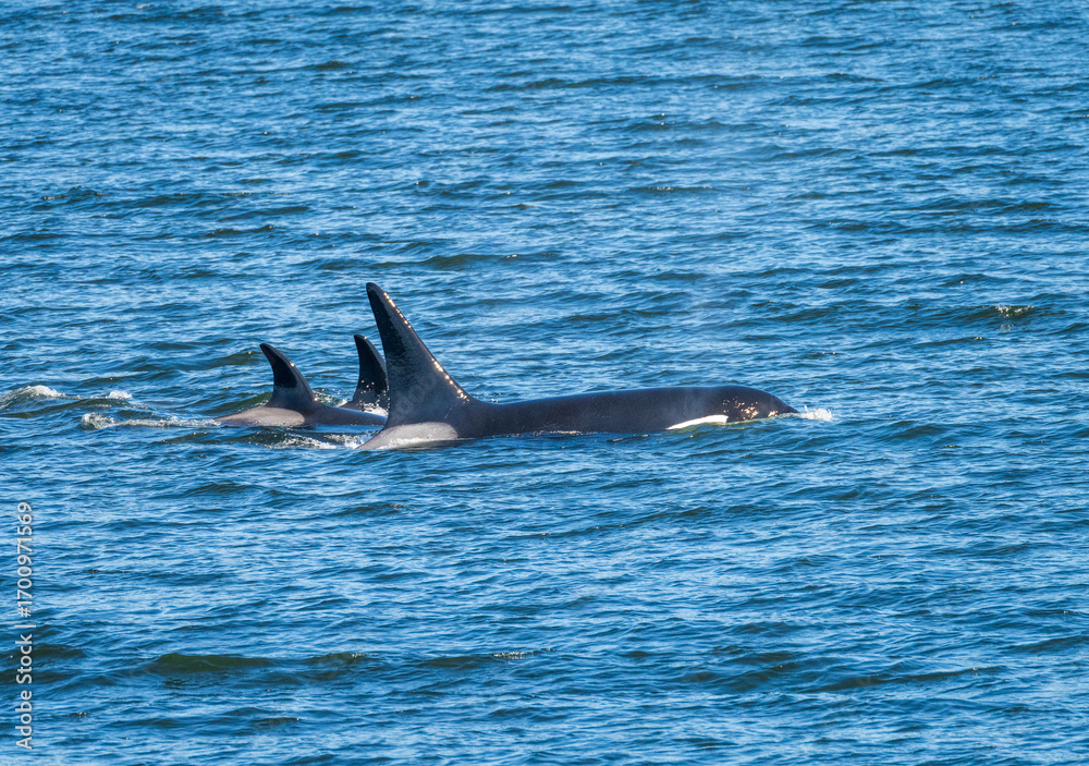 Fototapeta premium Trio of orca whales swimming among the San Juan Islands in Salish Sea off Anacortes in Washington