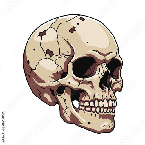 Detailed vector illustration of a human skull with cracks and imperfections in beige tones, isolated on a white background
