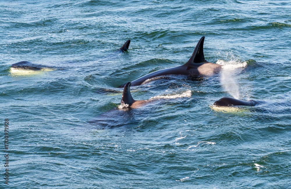 Fototapeta premium Pod of five orca whales swimming among the San Juan Islands in Salish Sea off Anacortes in Washington