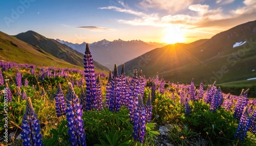 Lupine Field at Sunset Mountains with Flowers, and Scenic Landscape.