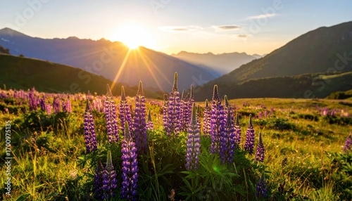 Sunset over Lupine Field in Mountain Landscape with Nature Scenery.