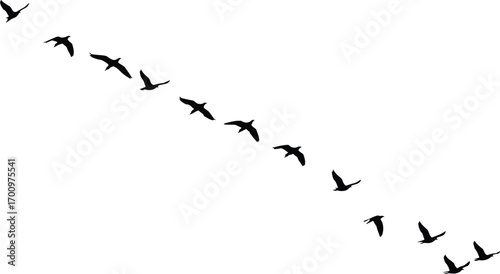 Wallpaper Mural Silhouette of flying birds in V formation, migrating birds, flock of birds, nature, wildlife, sky, freedom, travel, migration concept Torontodigital.ca