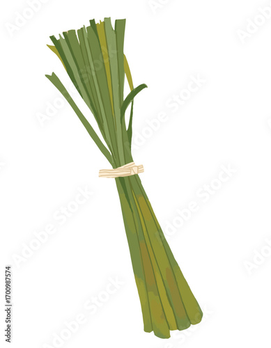 A bunch of green herbs are tied together with a string lemongrass illustration vector essential oil plant