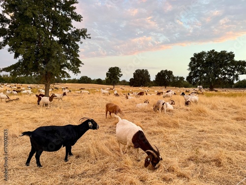 Bild auf Leinwand Herd of goats grazing in a field