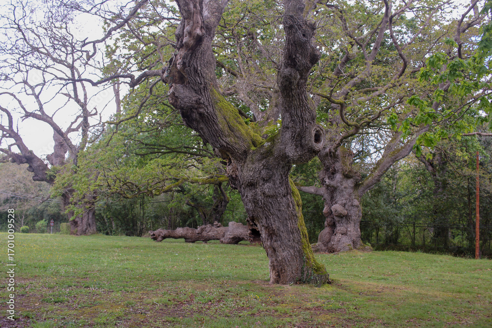 Fototapeta premium old trees on green grass