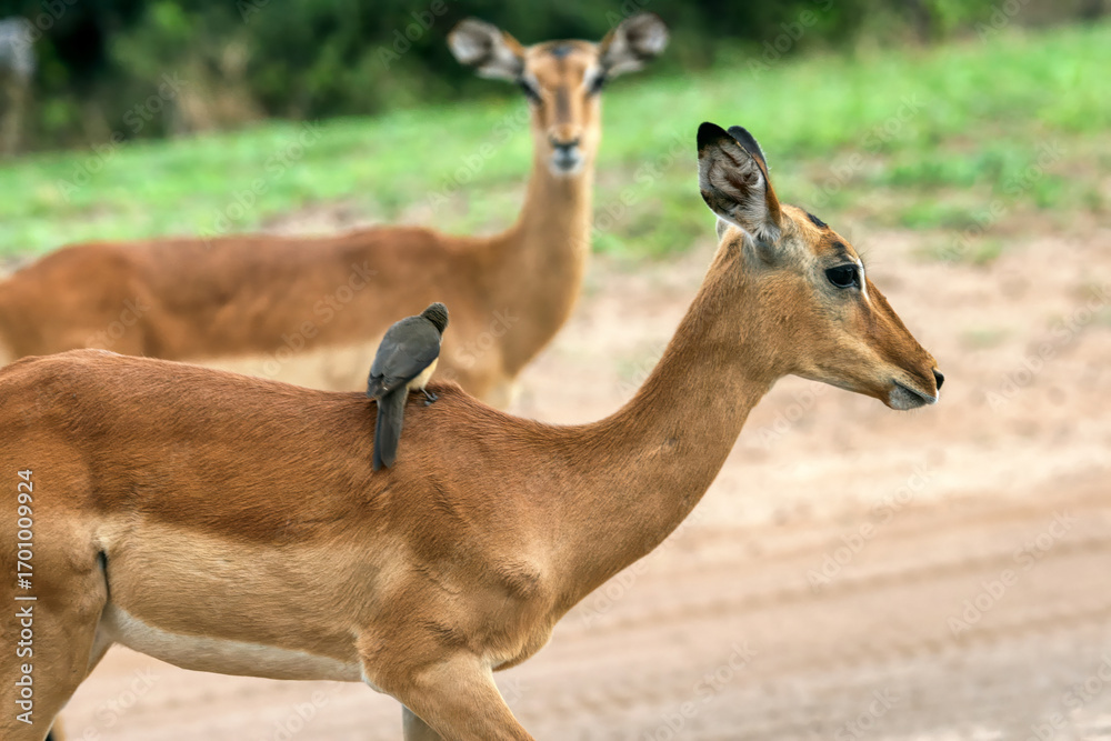 Fototapeta premium two impala female in the bush , Okavango delta in Botswana, animal conservation game park