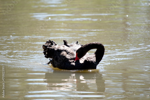 the black swan is preening its self while swimming
