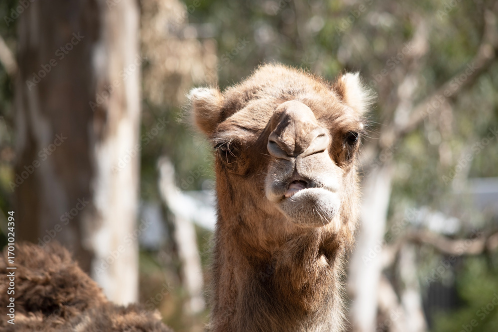 Fototapeta premium this is a close up of a camel
