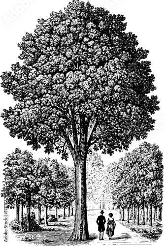 Elegant stroll under majestic tree in vintage engraving style illustration
