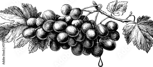 Vintage engraving style illustration of grape cluster for design and decor