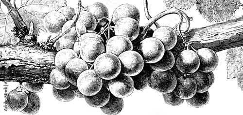 Vintage grapevine engraving style sketch for retro design and decoration