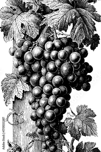 Vintage grapevine illustration in engraving style for retro design